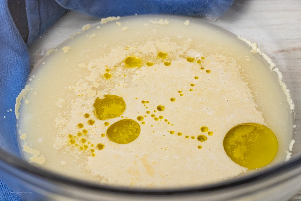 yeast with water and olive oil in a mixing bowl